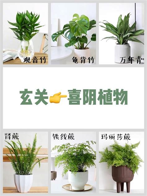 室內風水植物|2024年精選20種室內植物人氣推薦！同場加映帶來好風水植物的5。